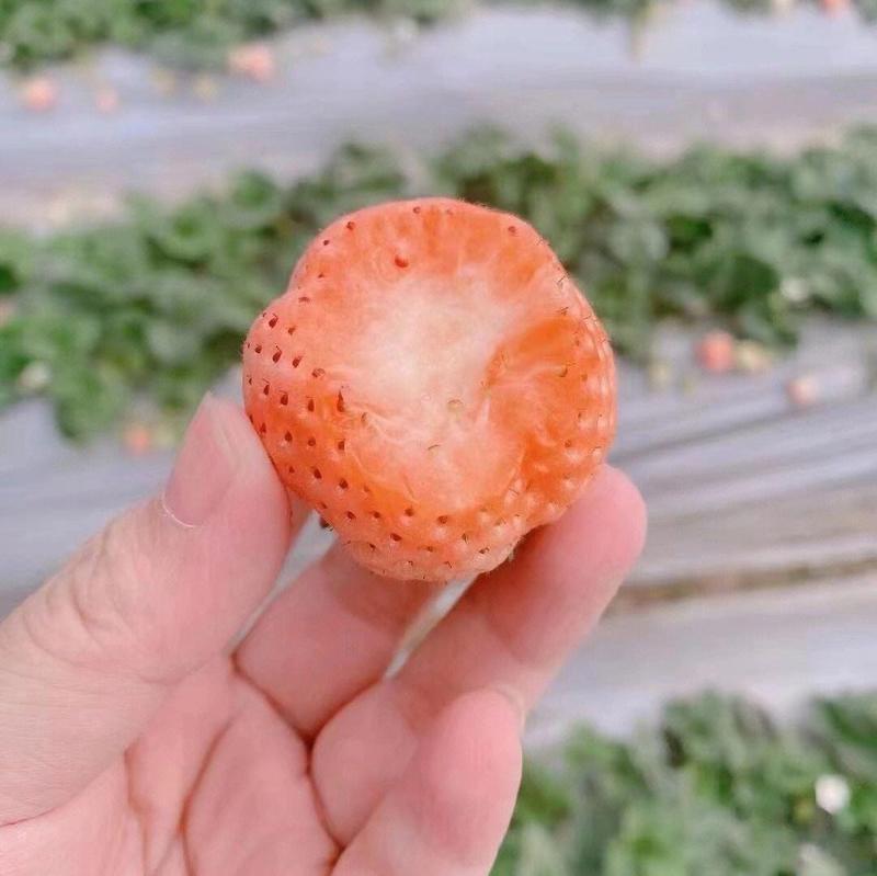 淡雪草莓山东草莓40亩大棚基地批发/电商平台/超市