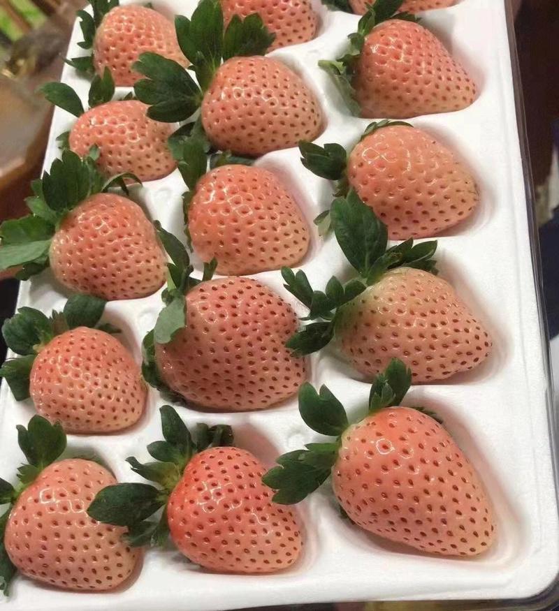 淡雪草莓山东草莓40亩大棚基地批发/电商平台/超市