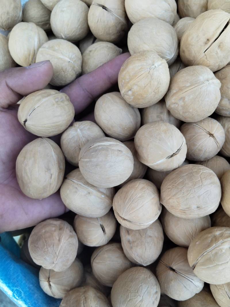 薄皮核桃