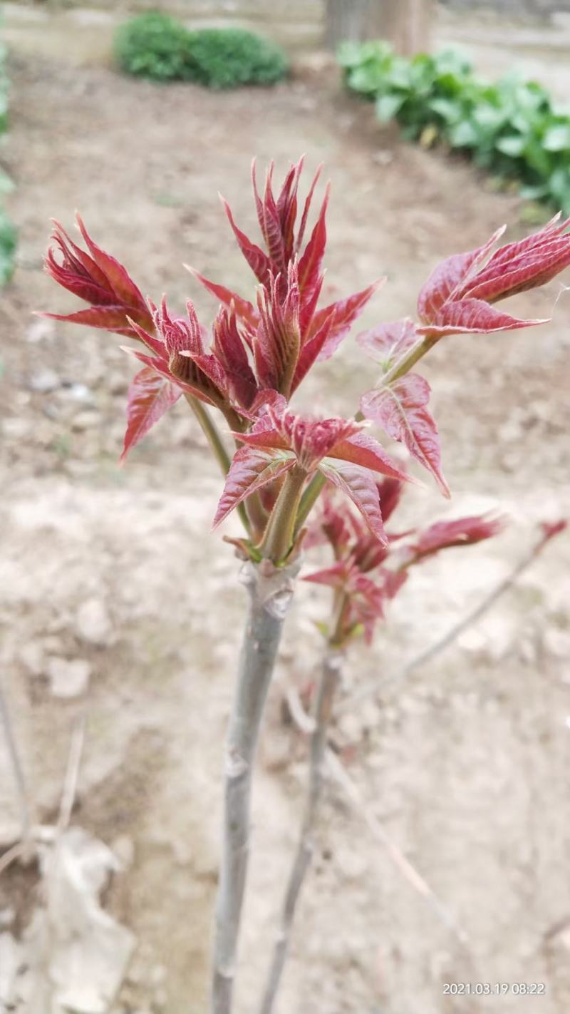 红油香椿苗香椿苗