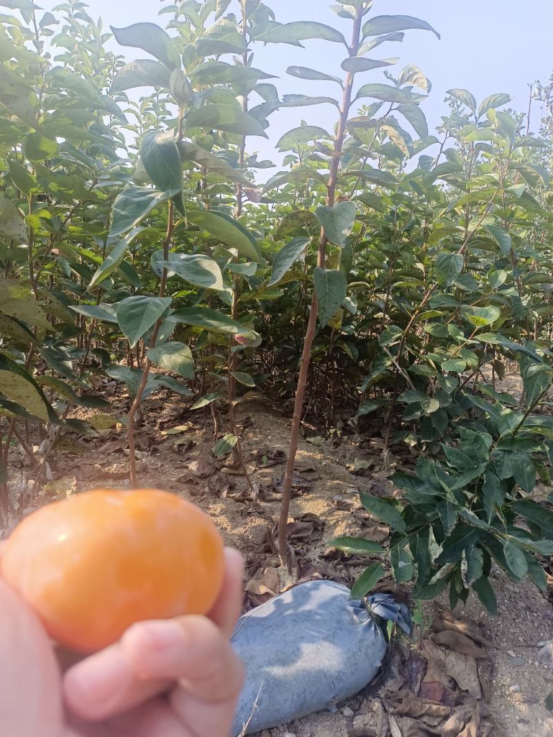 太秋甜柿苗，基地直发，品质保证，欢迎来电咨询