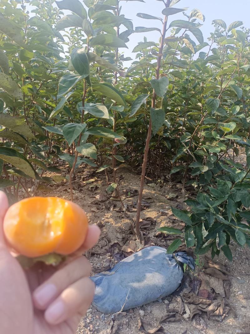太秋甜柿苗，基地直发，品质保证，欢迎来电咨询