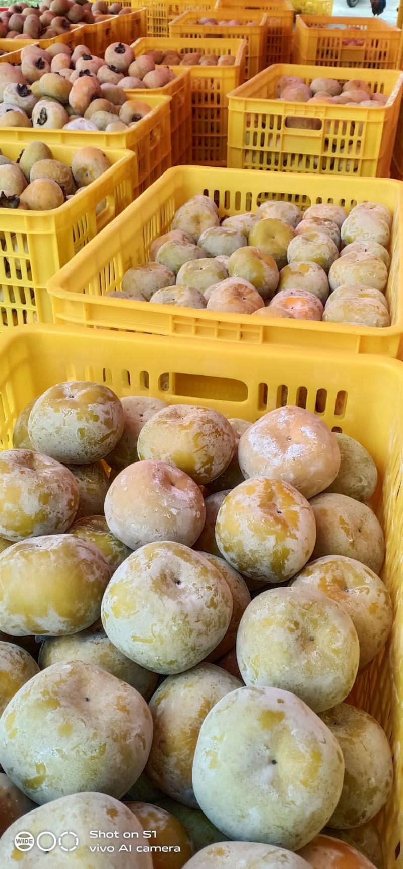 石灰水泡甜脆柿
