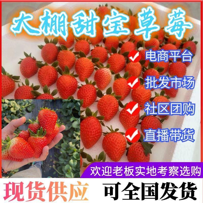 山东草莓甜宝草莓，大棚基地批发/电商平台/超市