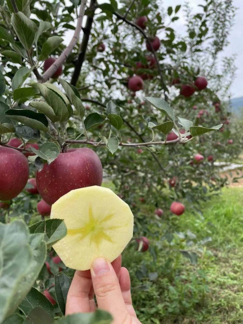 精品丑苹果红露上市了