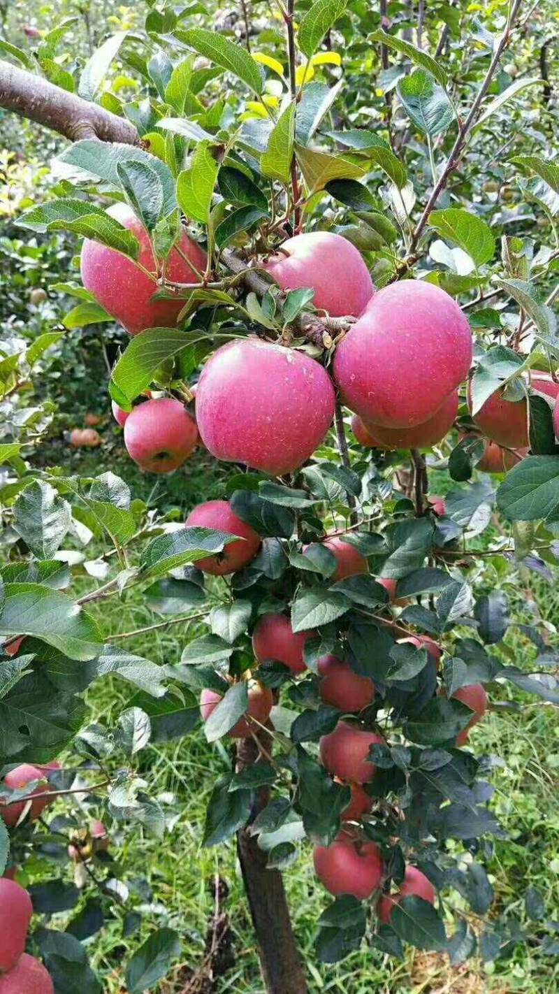精品丑苹果红露上市了