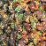 【老长沙臭豆腐】凉拌臭豆腐