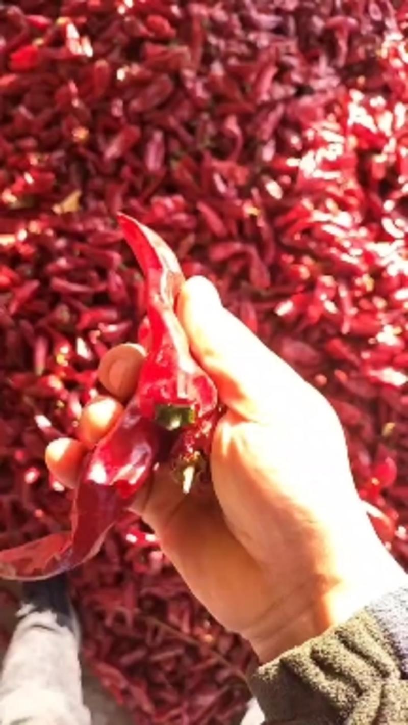 大量供应剪把北京红干辣椒需要的客户联系。