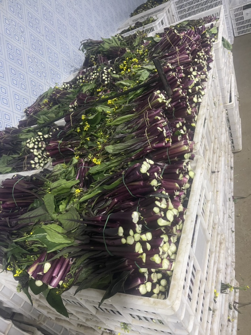 紫菜苔，紫菜苔，紫菜苔，紫菜苔，紫菜苔，紫菜苔，紫菜苔