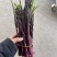 紫菜苔，紫菜苔，紫菜苔，紫菜苔，紫菜苔，紫菜苔，紫菜苔