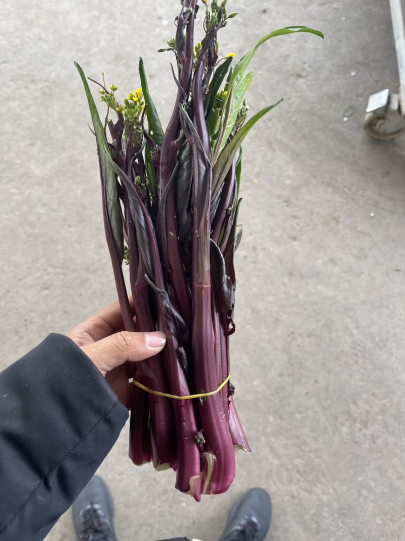 紫菜苔，紫菜苔，紫菜苔，紫菜苔，紫菜苔，紫菜苔，紫菜苔