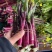紫菜苔，紫菜苔，紫菜苔，紫菜苔，紫菜苔，紫菜苔，紫菜苔