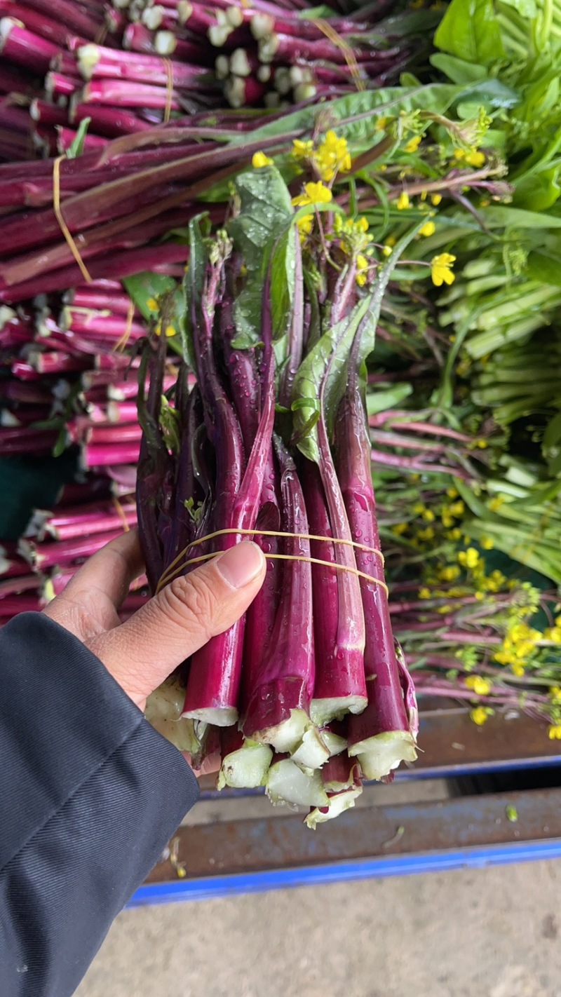 紫菜苔，紫菜苔，紫菜苔，紫菜苔，紫菜苔，紫菜苔，紫菜苔