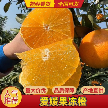 爱媛果冻橙，产地直销，量大从优，可供电商，超市
