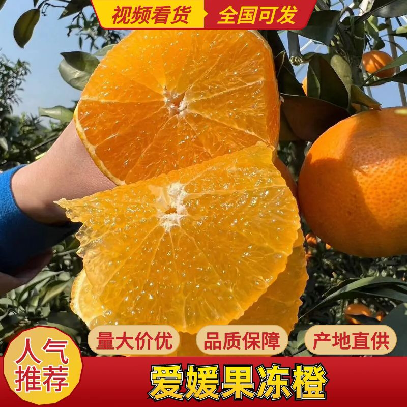 爱媛果冻橙，产地直销，量大从优，可供电商，超市