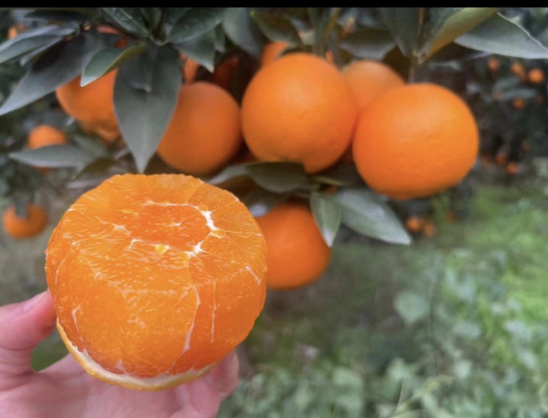 纽荷尔脐橙产地货源一手货量大可视频