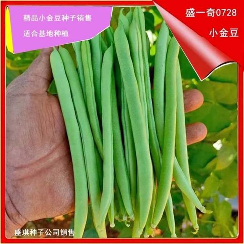 红花青荚盛一奇0728小金豆种子适合春秋栽培荚条顺直