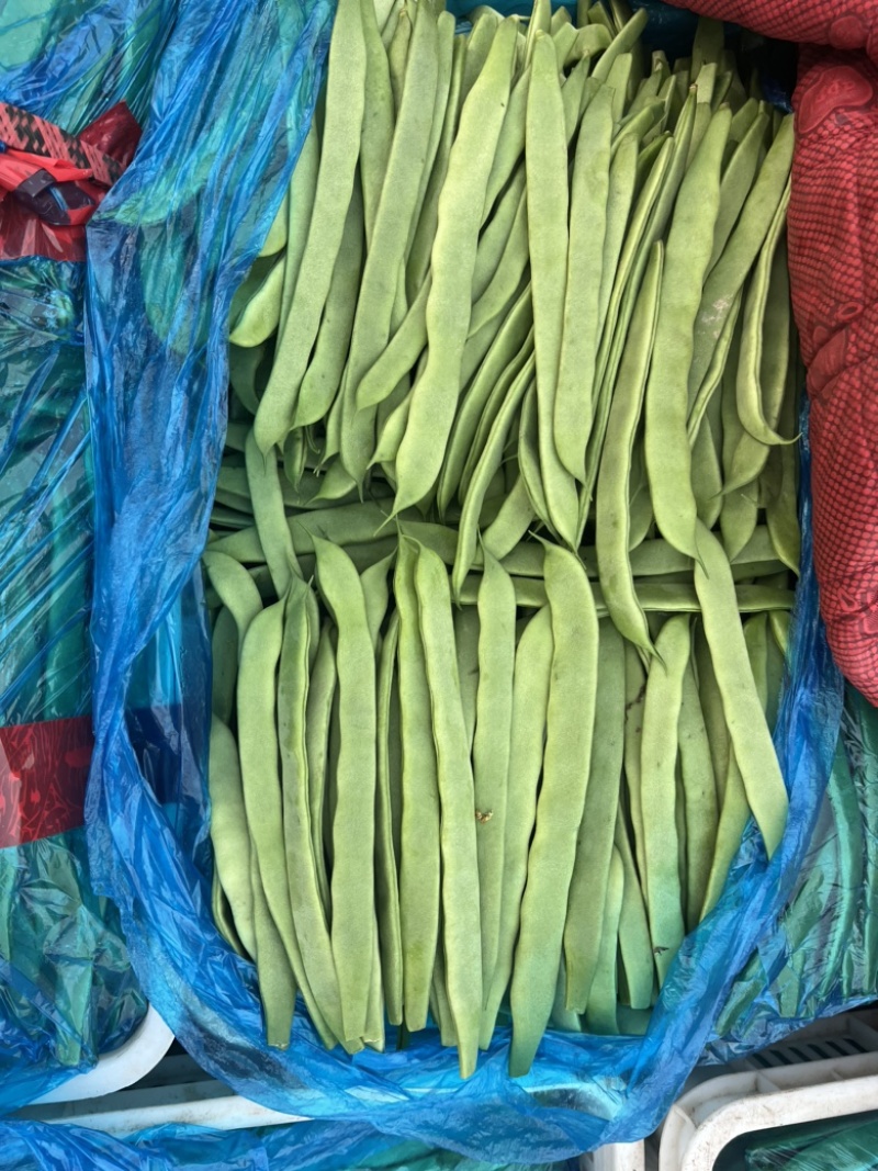 青扁豆，芸豆，大扁，大量上市中，供应批发超市零售