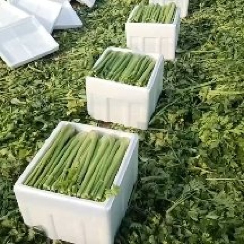 西芹滑县产地直发欢迎新老客户前来采购质量保证