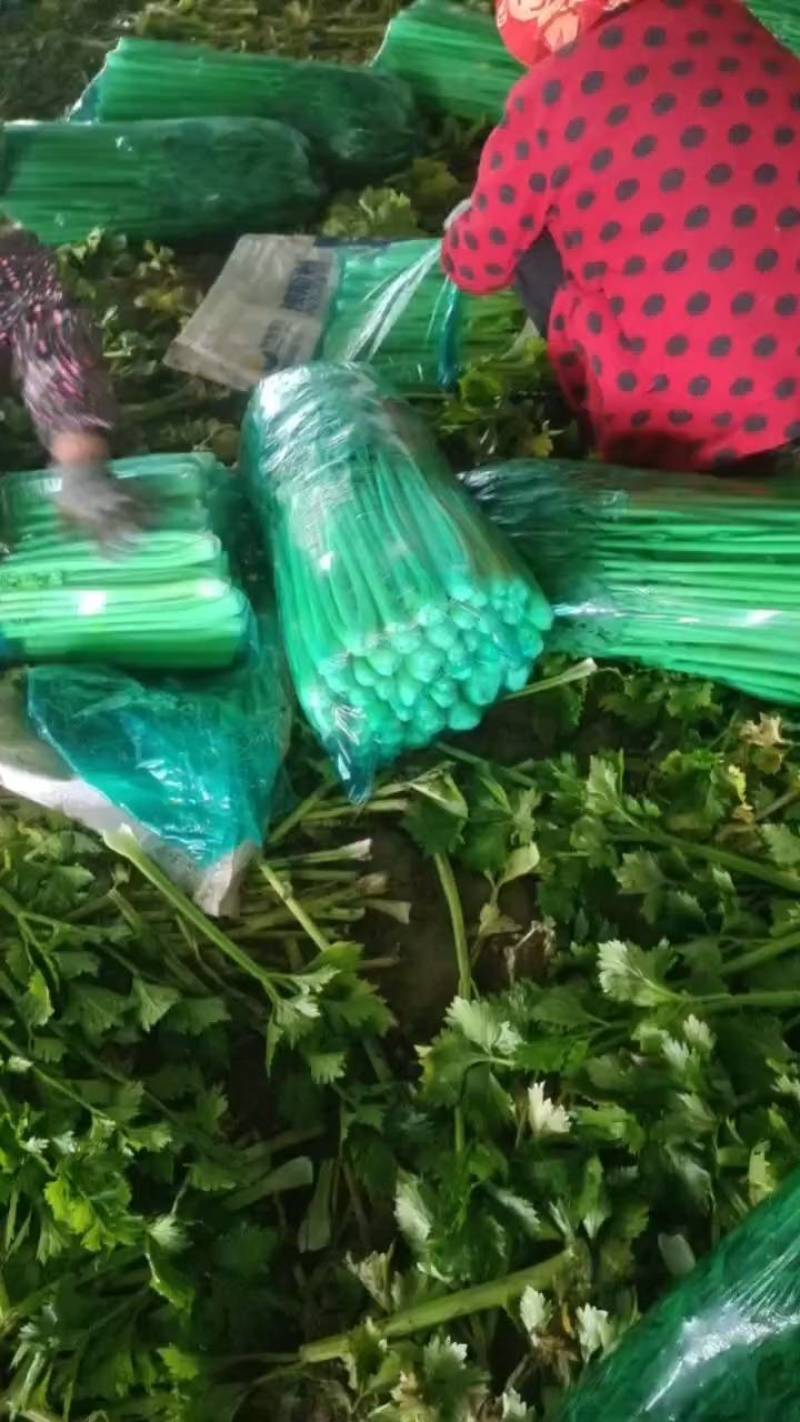 西芹滑县产地直发欢迎新老客户前来采购质量保证