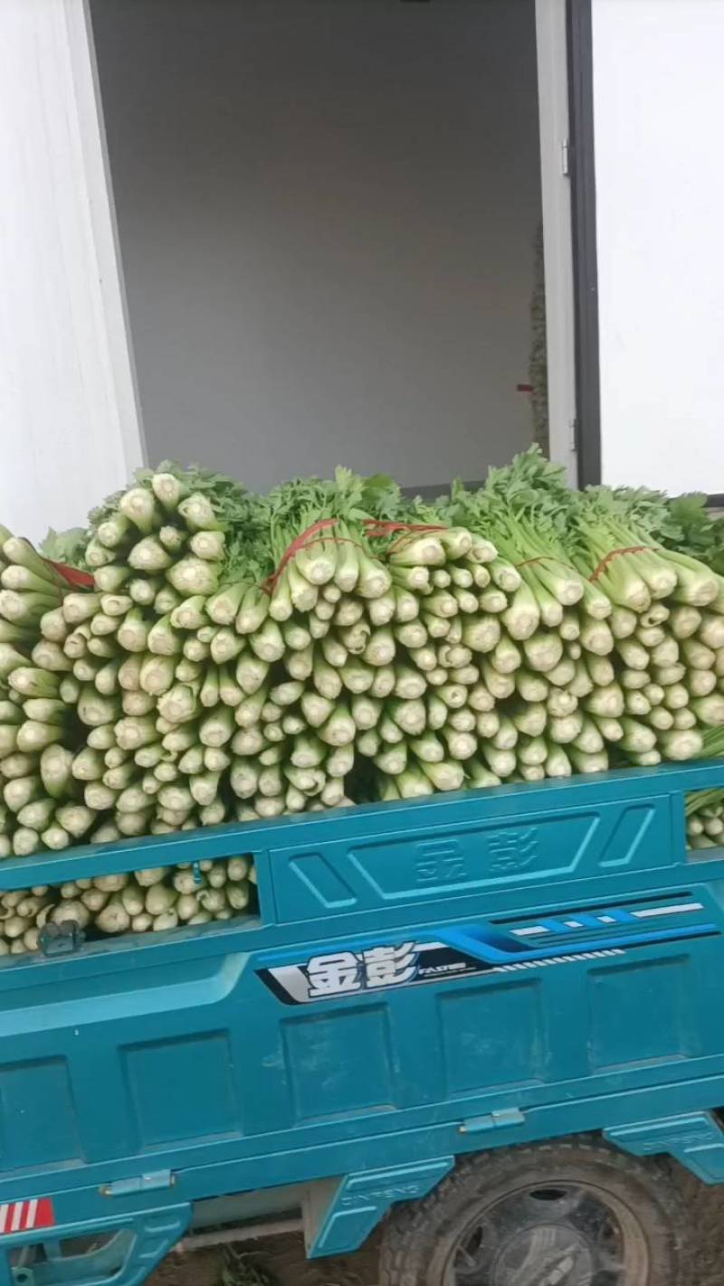 西芹滑县产地直发欢迎新老客户前来采购质量保证