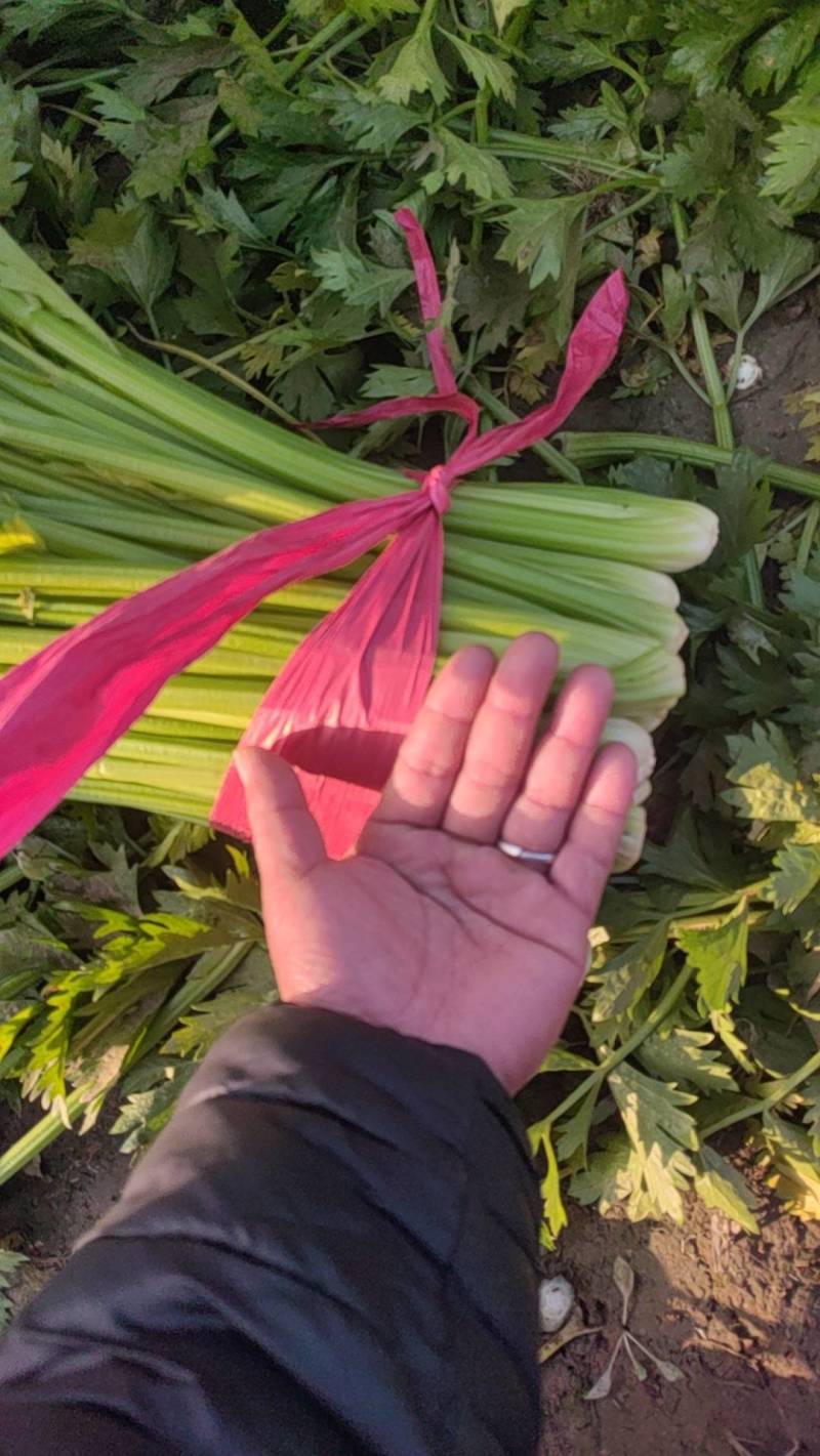 西芹滑县产地直发欢迎新老客户前来采购质量保证
