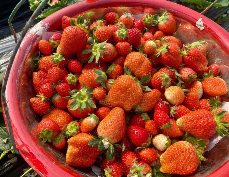 香野草莓山东草莓40亩大棚基地批发/电商平台/超市