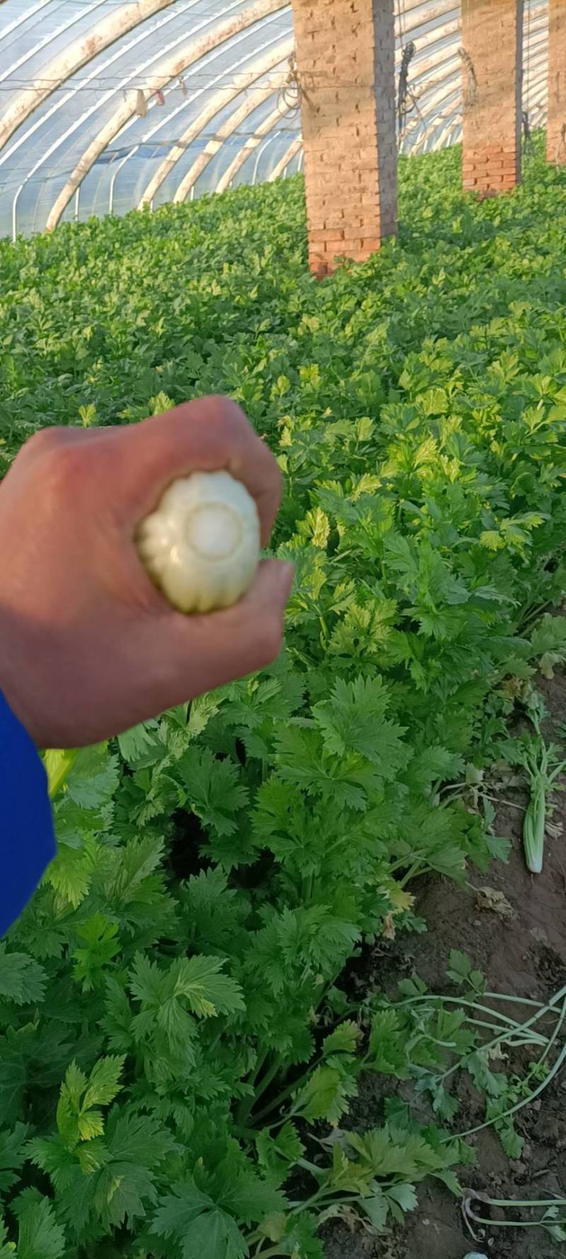 西芹滑县产地直发欢迎新老客户前来采购质量保证