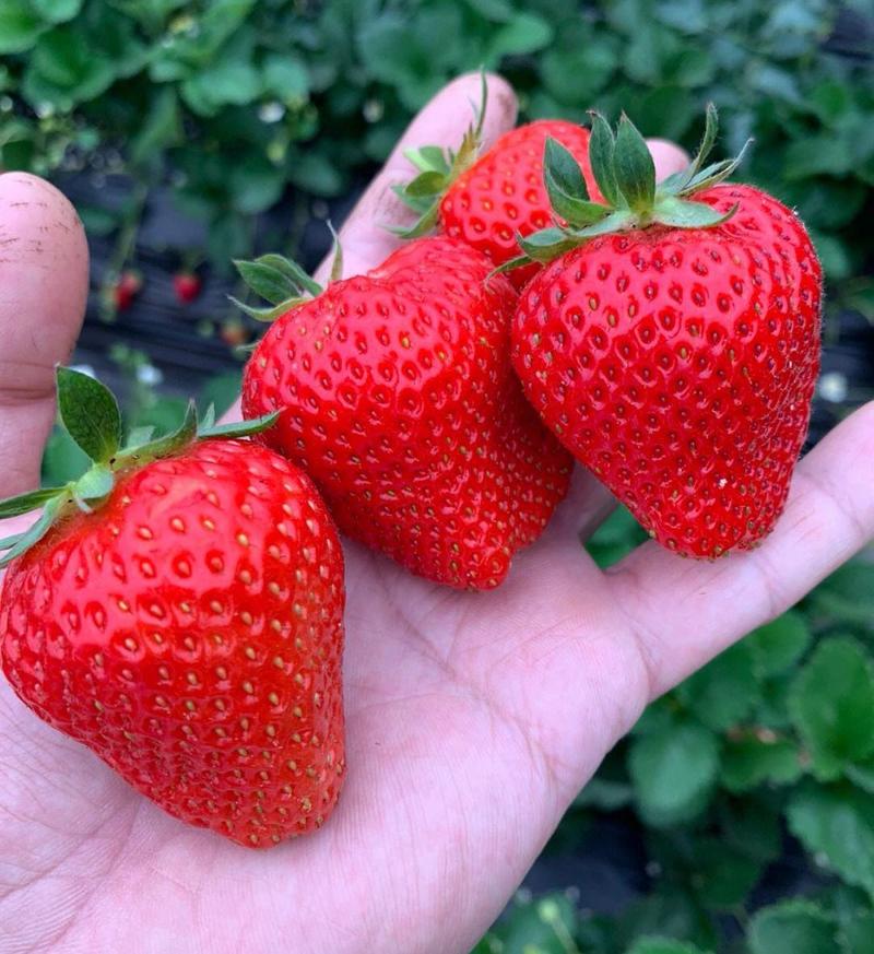 香野草莓山东草莓40亩大棚基地批发/电商平台/超市
