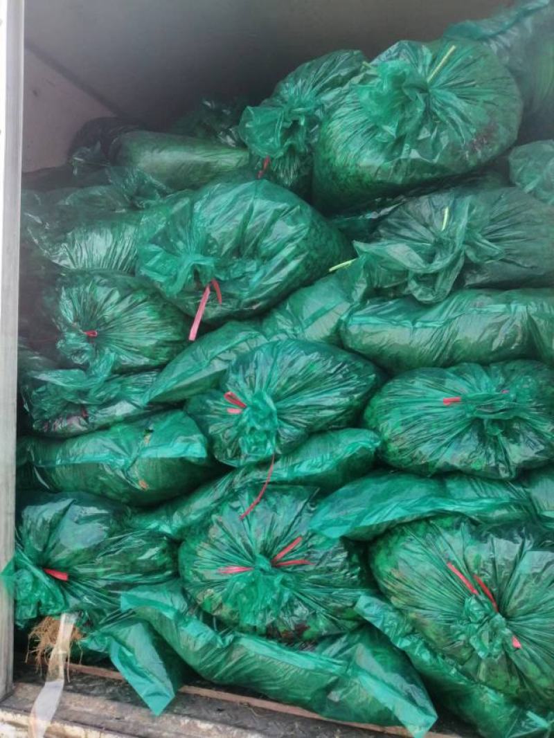 香菜大量供应质优价廉欢迎各位客商光临选购
