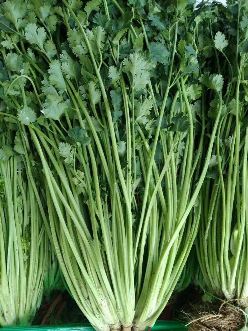香菜大量供应质优价廉欢迎各位客商光临选购