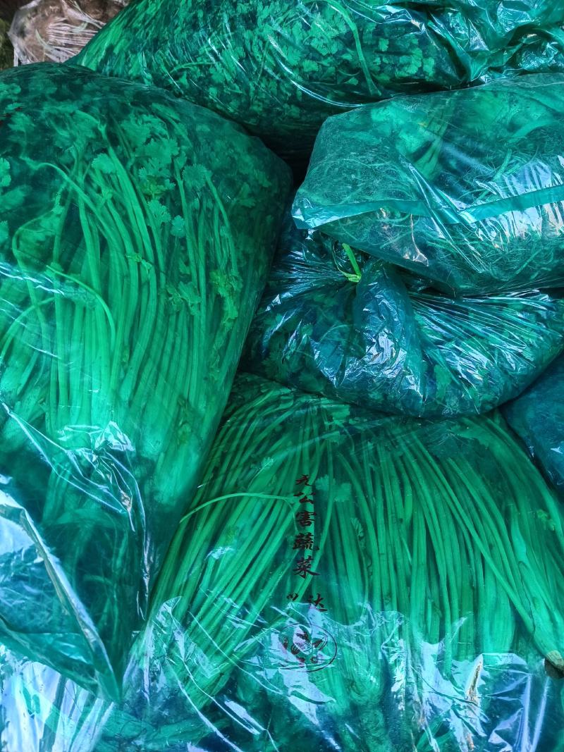 香菜大量供应质优价廉欢迎各位客商光临选购