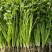 香菜大量供应质优价廉欢迎各位客商光临选购