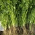 香菜大量供应质优价廉欢迎各位客商光临选购