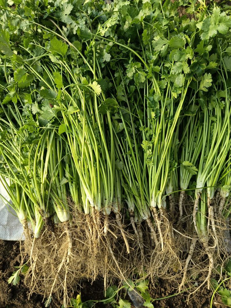 香菜大量供应质优价廉欢迎各位客商光临选购