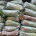 香菜大量供应质优价廉欢迎各位客商光临选购