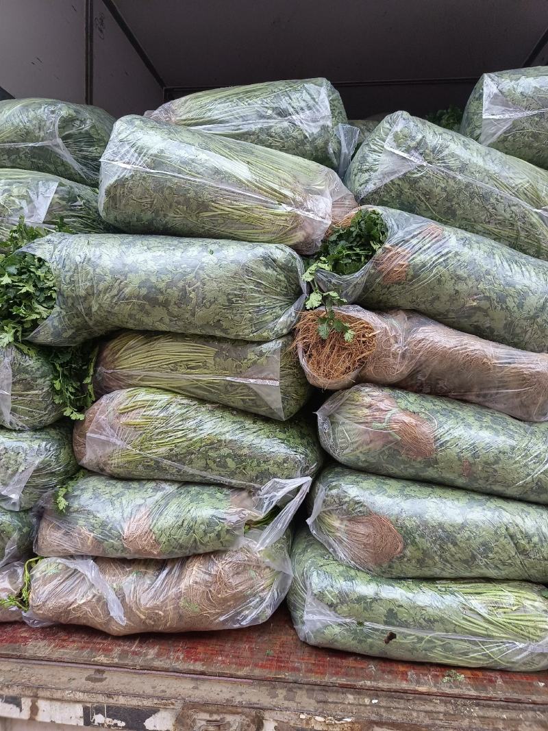 香菜大量供应质优价廉欢迎各位客商光临选购