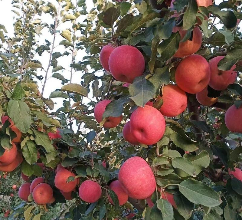 【精品推荐】新疆阿克苏苹果品质保证产地直发可视频看货