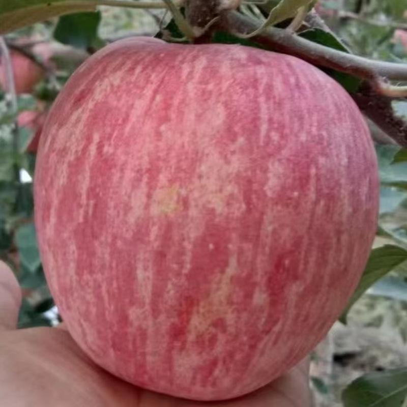 【精品推荐】新疆阿克苏苹果品质保证产地直发可视频看货