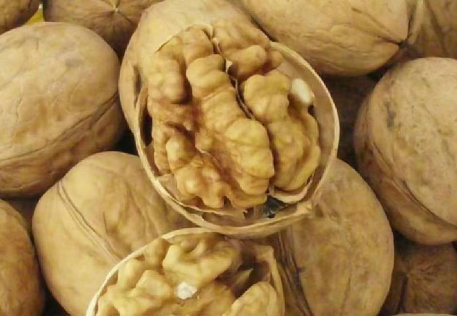 多种核桃对比图