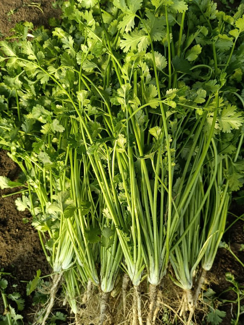 香菜