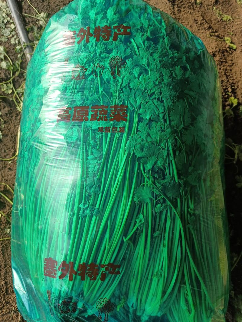 香菜