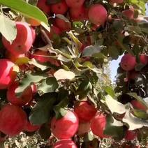 【一手货源】新疆阿克苏苹果，品质保证现摘现发，全国各地