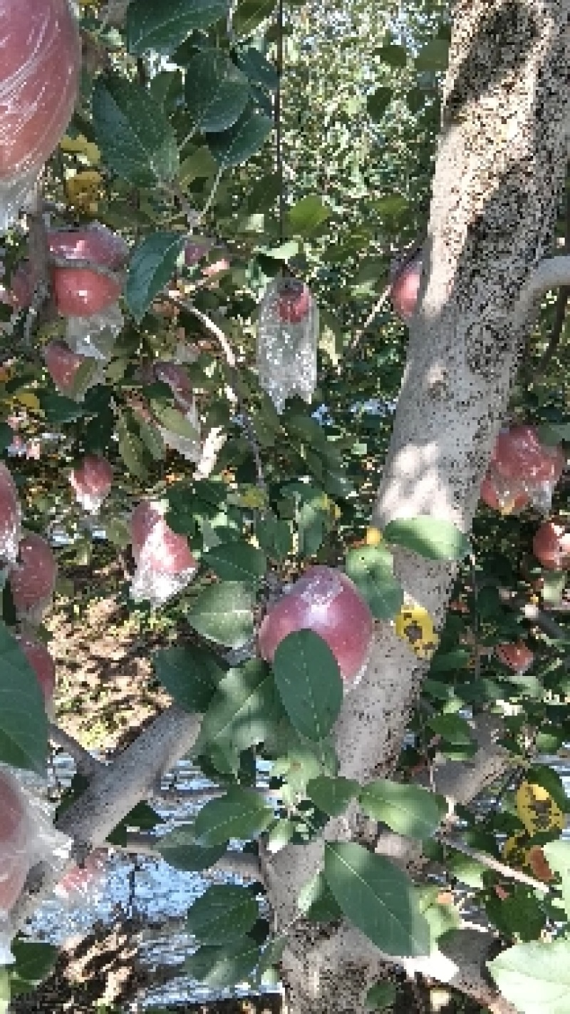 山西临猗红富士苹果口感脆甜（水裂纹）不影响口感，低价处理