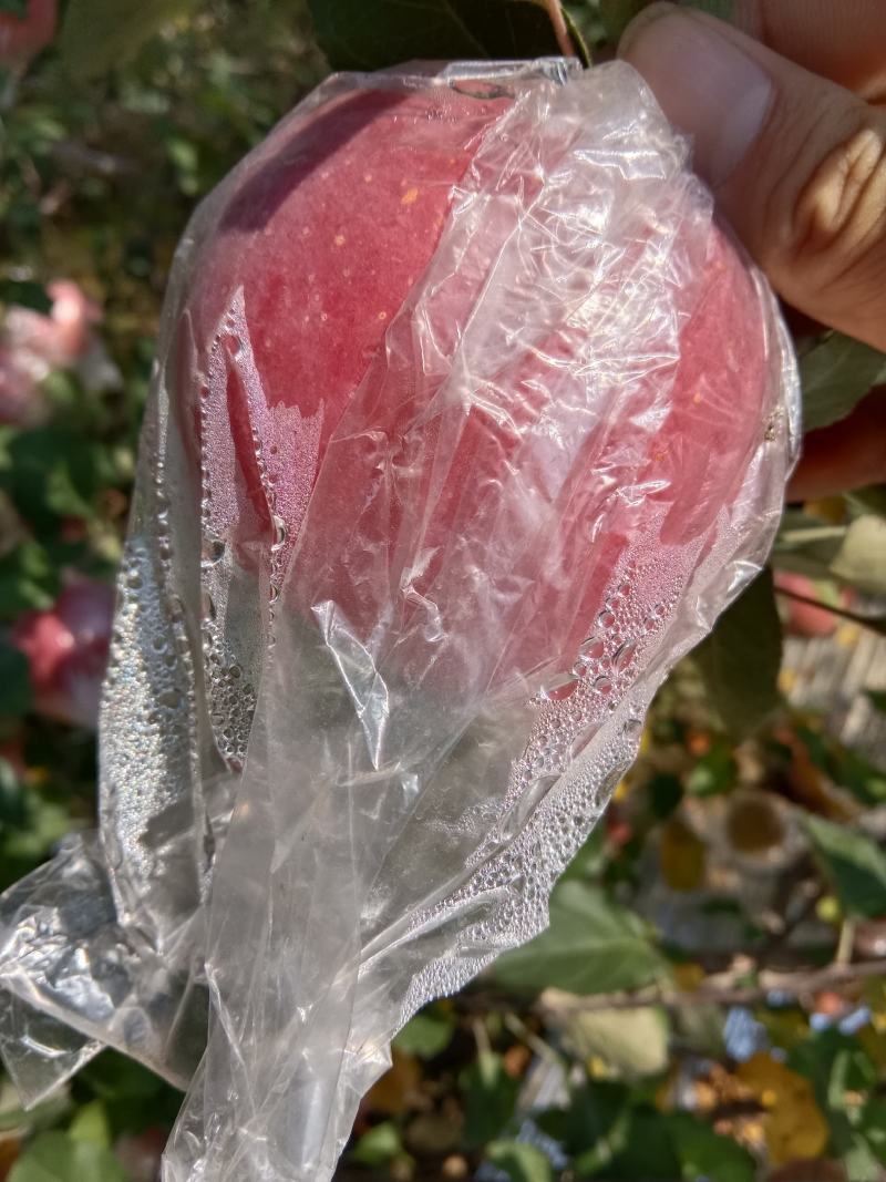 山西临猗红富士苹果口感脆甜（水裂纹）不影响口感，低价处理