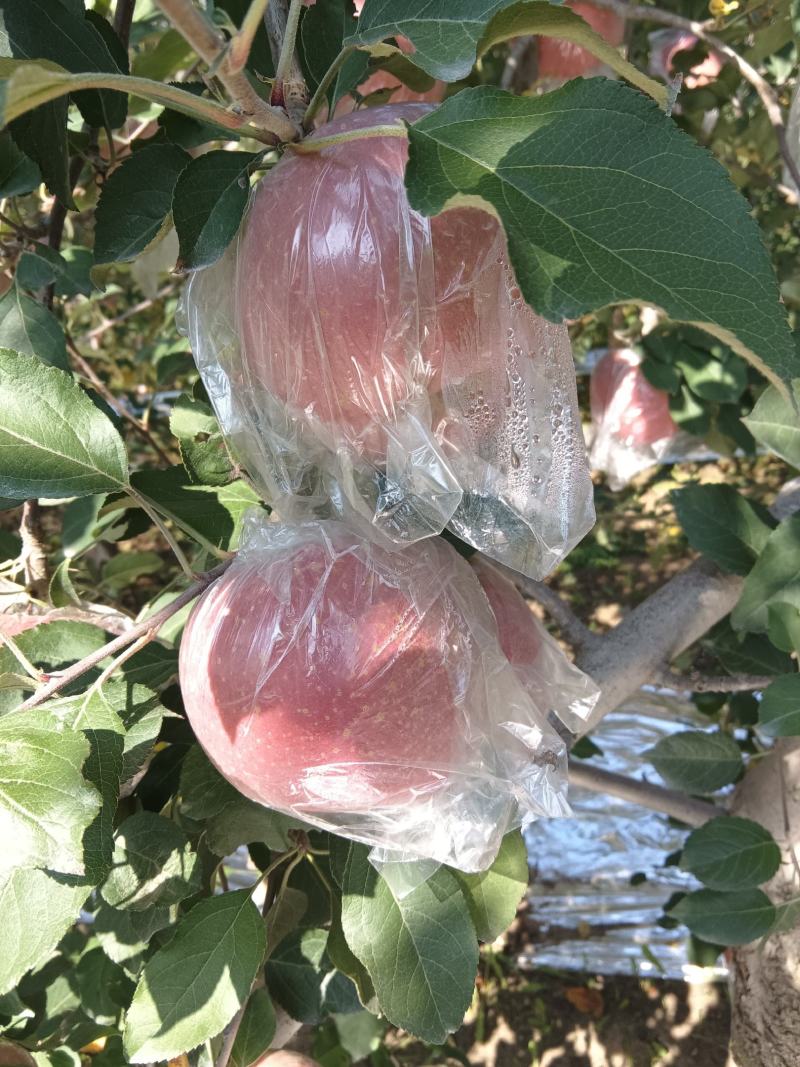 山西临猗红富士苹果口感脆甜（水裂纹）不影响口感，低价处理