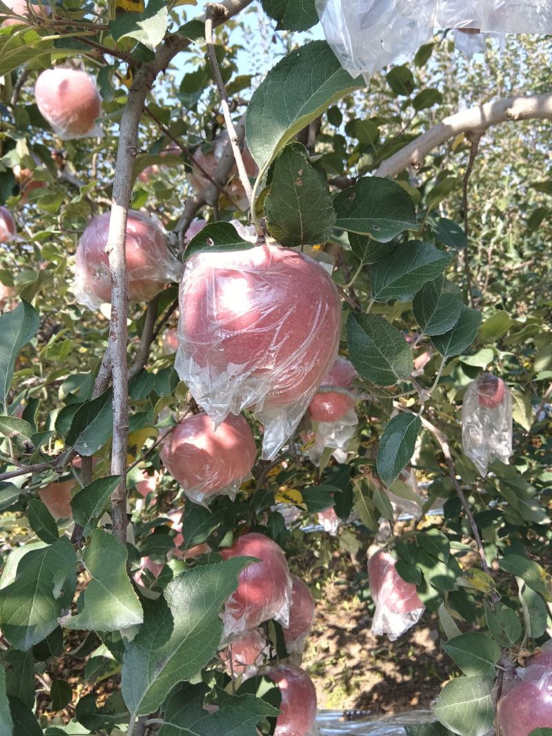 山西临猗红富士苹果口感脆甜（水裂纹）不影响口感，低价处理