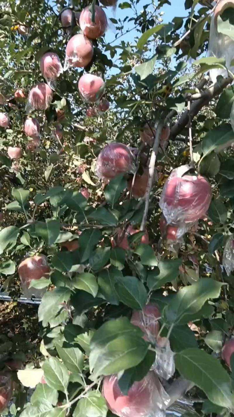 山西临猗红富士苹果口感脆甜（水裂纹）不影响口感，低价处理