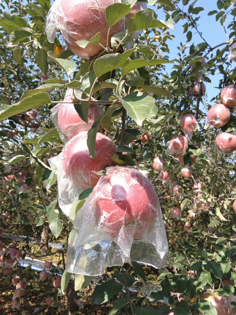 山西临猗红富士苹果口感脆甜（水裂纹）不影响口感，低价处理