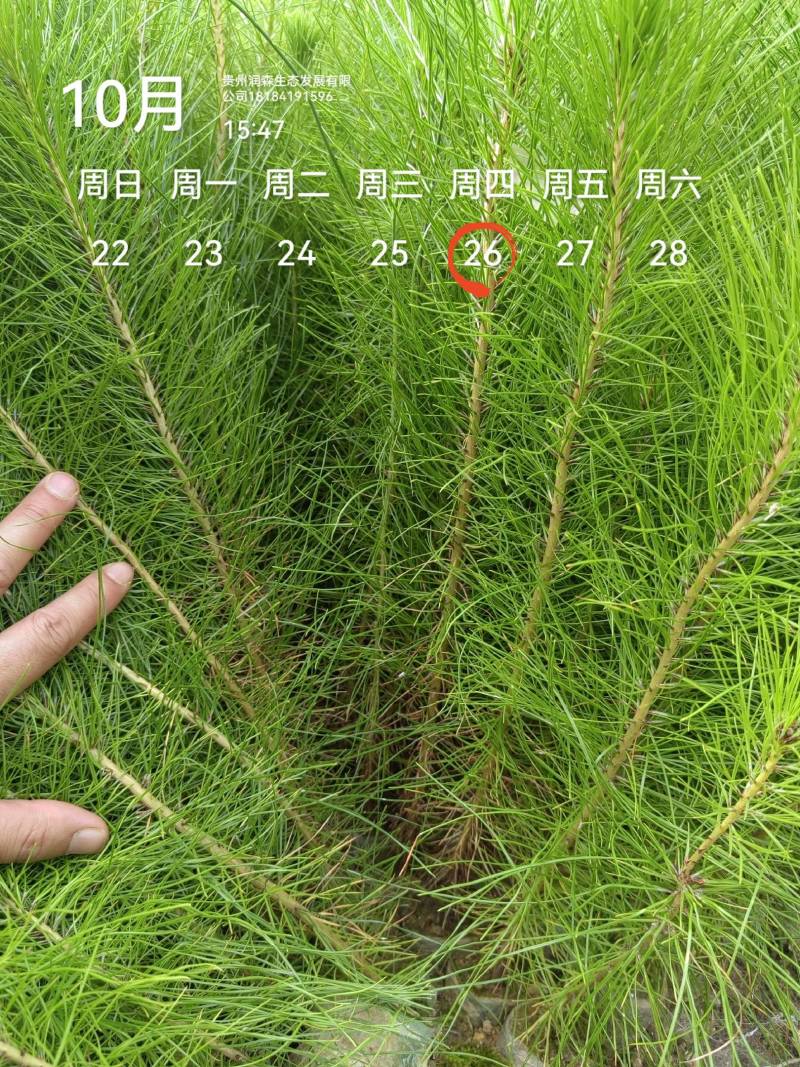 马尾松松树油松绿化树苗基地直发现挖现发质量保证